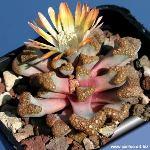 Titanopsis hugo-schlechteri (MG 1872)