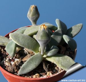 Aloinopsis peersii CM15 (MG1314.7)