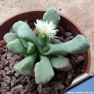 Stomatium sp. RH3333 Steinkopf, South Africa, 900m