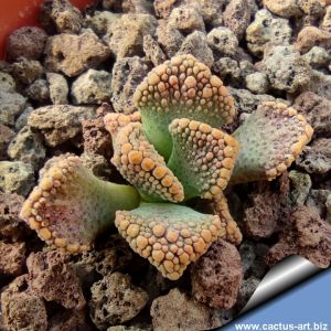 Titanopsis fulleri (MG1871)