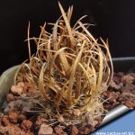 Toumeya papyracantha FH087.2 Washboard Wash, Arizona, USA