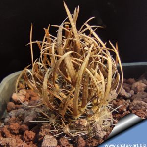 Toumeya papyracantha FH087.2 Washboard Wash, Arizona, USA