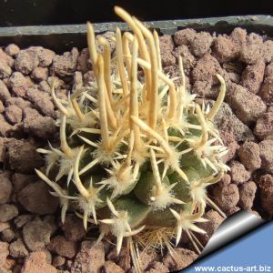 Pediocactus peeblesianus ssp. fickeisenii Navajo Trail Road, Arizona, USA (Navajoa peeblesiana ssp. fickeisenii)