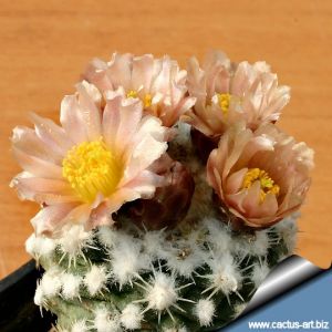Pediocactus winkleri RP132 West Wayne, Utah, USA, altitude 1.950 m.