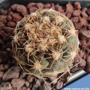 Sclerocactus mesae-verdae FH061.6 Sheep Springs, New Mexico, USA