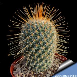 Mammillaria magnifica (Fma long yellow spines)