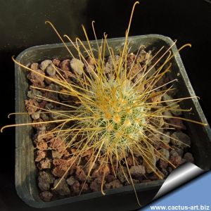Mammillaria magnifica (Fma long yellow spines)