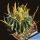 Echinofossulocactus tulensis f. albiflora PP408-B Tula, Tamaulipas, Mexico
