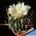 Echinofossulocactus tulensis f. albiflora PP408-B Tula, Tamaulipas, Mexico