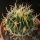 Echinofossulocactus tulensis f. albiflora PP408-B Tula, Tamaulipas, Mexico