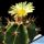 Astrophytum ornatum "nudum" (Green)
