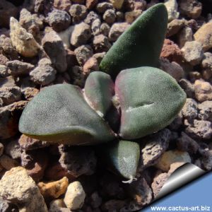 Ariocarpus retusus Los Arrieros, Tamaulipas, Mexico
