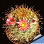 Mammillaria canelensis