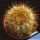 Mammillaria canelensis