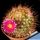 Mammillaria canelensis