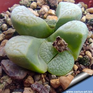 Lithops divergens SH694 East of Bitterfontein, Western Cape Province, South Africa