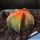 Astrophytum myriostigma cv. KOH-YO (nudum)