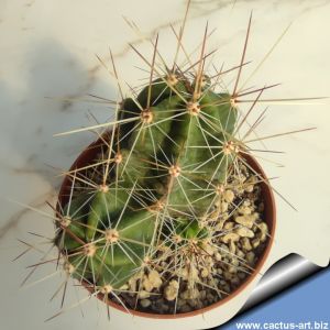 Echinocereus hybrid enneacanthus x cinerascesn