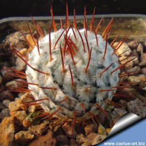 Mammillaria perezdelarosae ssp. andersoniana v. longispina GCG12621 Guanajuato, Mexico