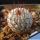 Mammillaria perezdelarosae ssp. andersoniana v. longispina GCG12621 Guanajuato, Mexico