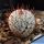 Mammillaria perezdelarosae ssp. andersoniana v. longispina GCG12621 Guanajuato, Mexico