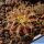 Uebelmannia buiningii RNK52, Tromba d´Anta, Minas Gerais, Brazil