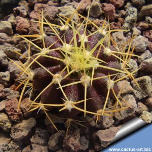 Uebelmannia buiningii RNK52, Tromba d´Anta, Minas Gerais, Brazil