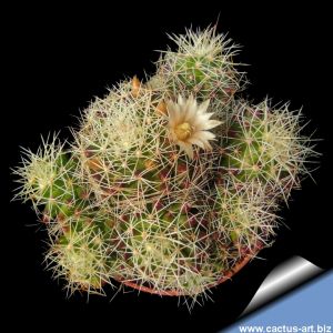 Mammillaria albescens (Dolichothele albescens)