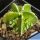 Astrophytum myriostigma cv. FUKURYU + HAKU-JO + RURY (nudum)