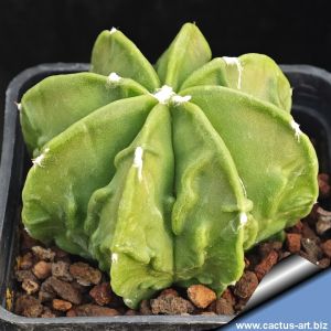 Astrophytum myriostigma cv. FUKURYU (Type B - HEKIRAN FUKURYU) "nudum multicostatum"