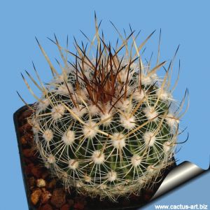 Echinofossulocactus vaupelianus