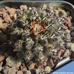 Eriosyce caligophila (Neoporteria caligophila)