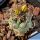 Turbinicarpus sp. El Huizache, San Luis Potosi, Mexico