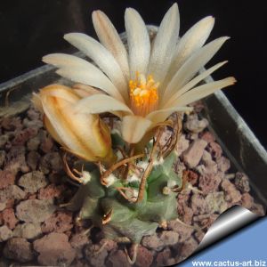 Turbinicarpus sp. El Huizache, San Luis Potosi, Mexico