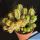 Euphorbia enopla f. mostruosa