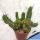 Euphorbia enopla f. mostruosa