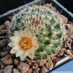 Mammillaria chionocephala