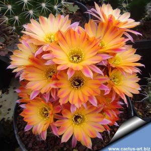 Chamaecereus hybrid cv. CHIPMUNK