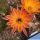 Chamaecereus hybrid cv. CHIPMUNK