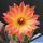Chamaecereus hybrid cv. CHIPMUNK