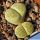Lithops terricolor cv. GREEN SANDPORT