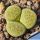Lithops terricolor cv. GREEN SANDPORT