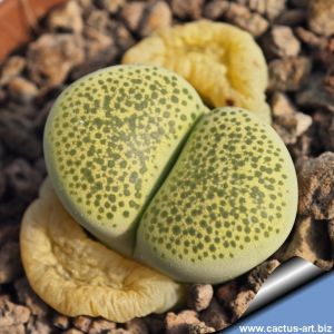 Lithops terricolor cv. GREEN SANDPORT