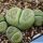 Lithops terricolor cv. GREEN SANDPORT