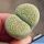 Lithops terricolor cv. GREEN SANDPORT
