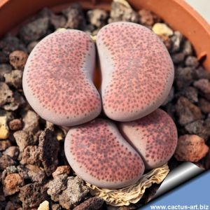 Lithops terricolor cv. PINKY ex Shimada Japan