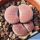 Lithops terricolor cv. PINKY ex Shimada Japan