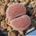 Lithops terricolor cv. PINKY ex Shimada Japan