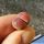 Lithops terricolor cv. PINKY ex Shimada Japan