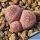 Lithops terricolor cv. PINKY ex Shimada Japan